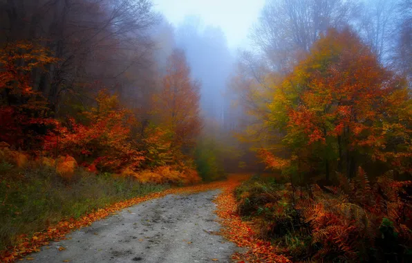 Картинка дорога, осень, лес, деревья, туман, парк, заросли, ветви, утро, аллея, листопад, папоротник, кусты, краски осени, …