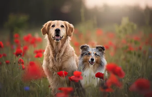 Картинка поле, язык, собаки, лето, цветы, маки, собака, парочка, друзья, боке, ретривер, сидят, две собаки, маковое …