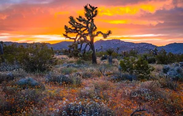 Картинка небо, закат, цветы, дерево, Калифорния, США, кусты, Joshua Tree National Park
