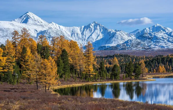 Картинка осень, лес, деревья, горы, озеро, Россия, Горный Алтай, Алтайские горы, Озеро Киделю