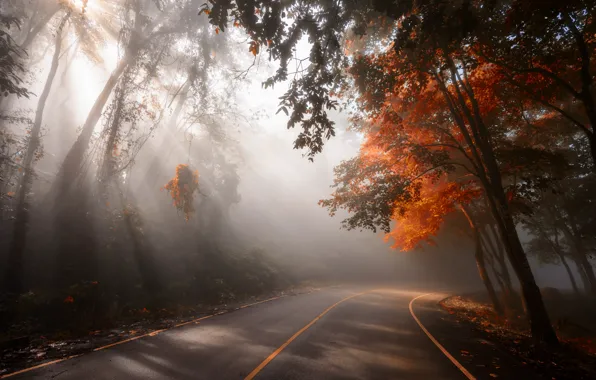 Картинка дорога, осень, листья, деревья, парк, road, nature, park, autumn, leaves, tree, sunlight