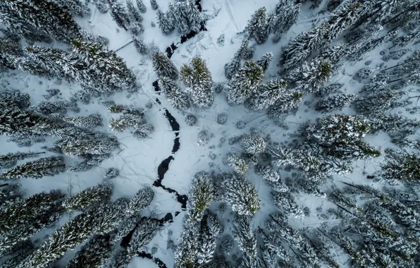 Картинка зима, лес, снег, деревья, пейзаж, природа, река, высота