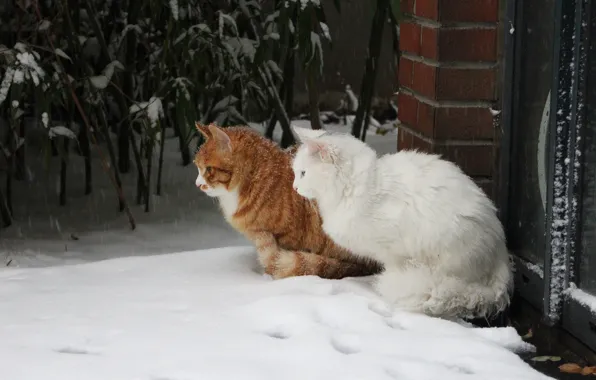 Картинка зима, кошка, белый, кот, листья, снег, кошки, дом, коты, сад, дверь, рыжий, пара, профиль, кирпичи, …