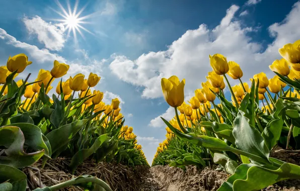 Картинка лето, солнечно., Желтые тюльпаны