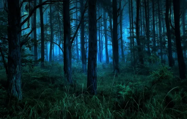 Картинка лес, деревья, ночь, ветки, туман, синева, обработка