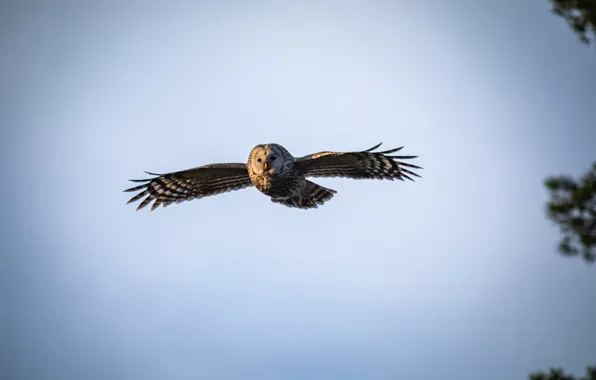 Картинка Owl, Flying, Bird, Animal, Erik Karits