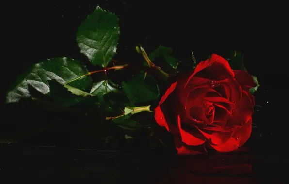 Картинка цветок, капли, роза
