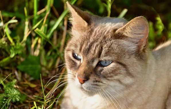 Картинка кошка, трава, кот, морда, портрет, голубые глаза, боке