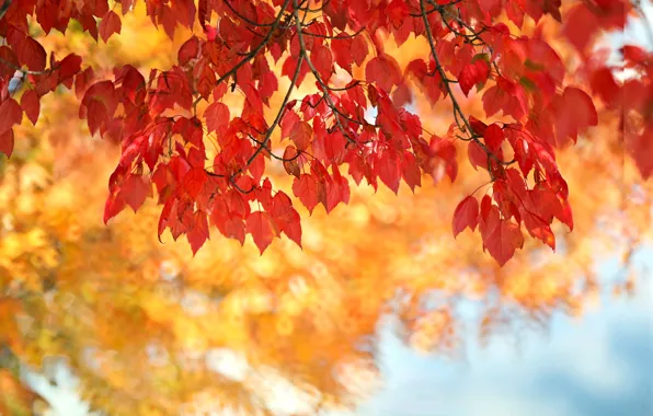 Картинка осень, листья, багрянец