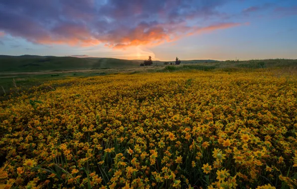 Картинка поле, лето, небо, цветы, холмы, желтые
