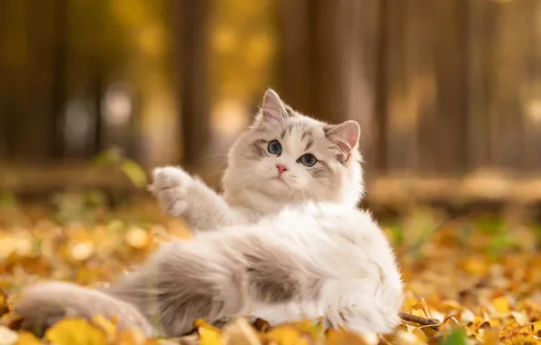 Картинка осень, кошка, белый, деревья, природа, поза, парк, котенок, листва, размытие, хвост, лежит, голубые глаза, мордашка, …