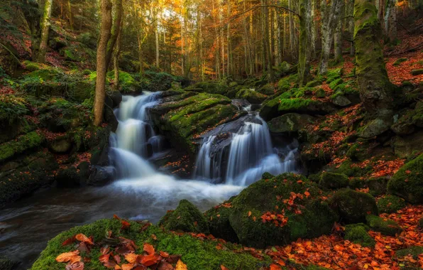 Картинка осень, лес, листья, деревья, камни, листва, водопад, мох