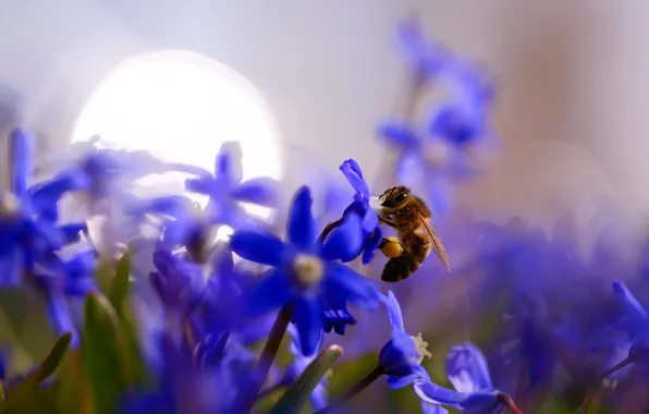 Картинка макро, свет, цветы, блики, пчела, размытие, весна, насекомое, синие, боке, пролеска