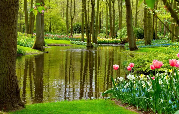Картинка цветы, озеро, парк, весна