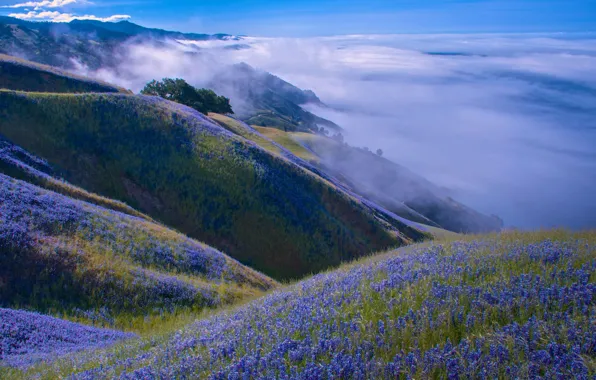 Картинка облака, пейзаж, цветы, горы, природа, холмы, Калифорния, США, луга