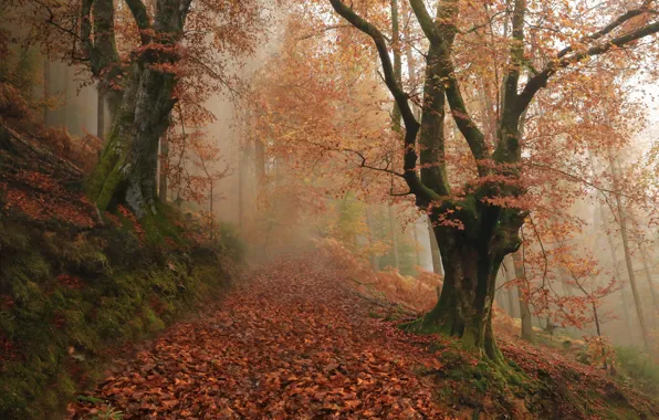 Картинка осень, лес, деревья, туман, Испания, Spain, опавшие листья, Наварра, Navarre, Baztan, Бастан