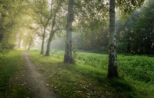 Картинка дорога, осень, лес, трава, свет, деревья, туман, парк, ветви, стволы, даль, утро, дорожка, дымка, березы, …