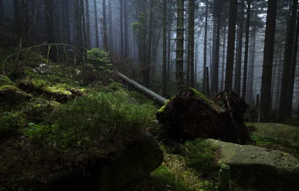 Картинка лес, деревья, природа, туман, камни, Германия, Гарц