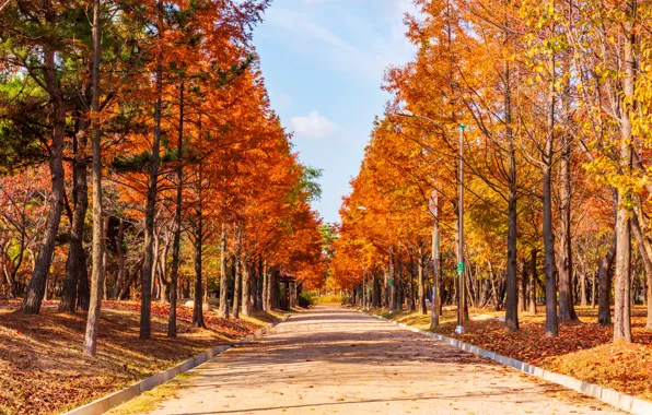 Картинка дорога, осень, листья, деревья, парк, road, nature, park, autumn, leaves, tree