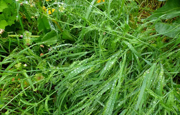Картинка дождик, трава, капли