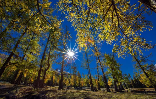 Картинка осень, солнце, деревья
