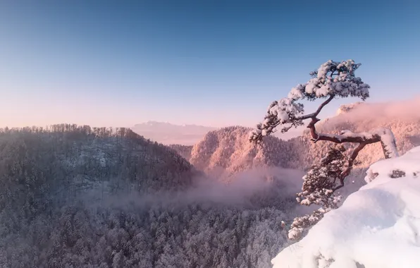 Картинка зима, пейзаж, горы, природа, туман, дерево, скалы, красота, утро