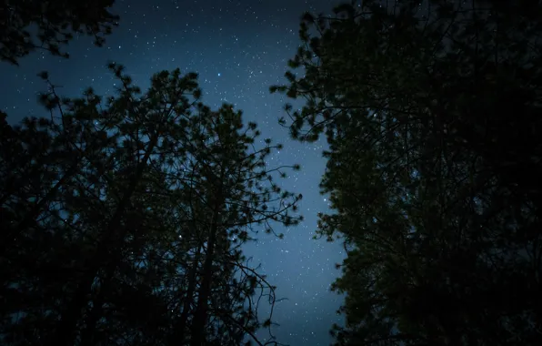 Картинка лес, небо, звезды, деревья, ночь, природа