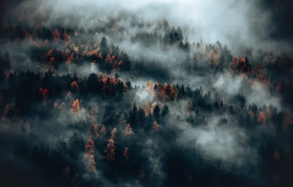 Картинка Nature, Wood, Autumn, Fog, Trees, Eberhard Grossgaesteiger