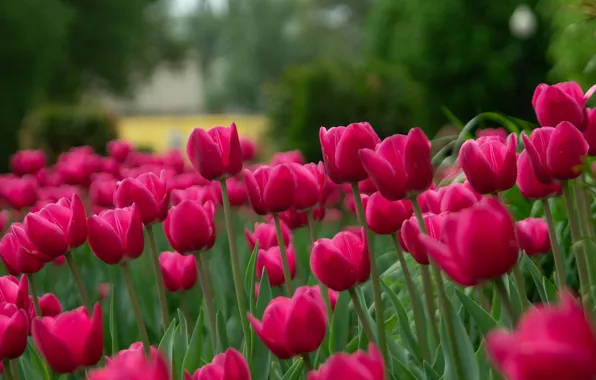 Картинка зелень, цветы, весна, сад, тюльпаны, розовые, бутоны, клумба, алые, много, малиновые