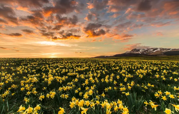 Картинка поле, небо, облака, цветы, весна, желтые, нарциссы, плантация