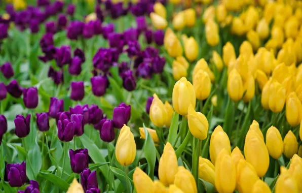 Картинка цветы, весна, желтые, фиолетовые, тюльпаны
