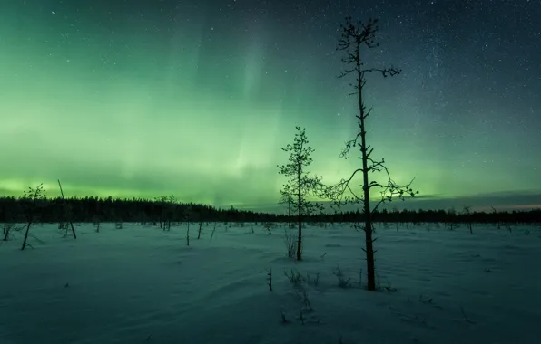 Картинка зима, лес, снег, деревья, ночь, природа, две, северное сияние, сосны, звездное небо