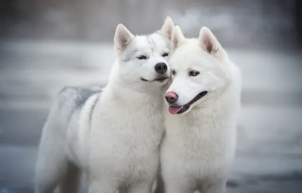 Картинка зима, язык, собаки, глаза, взгляд, снег, улыбка, серый, фон, настроение, две, портрет, собака, пара, белые, …