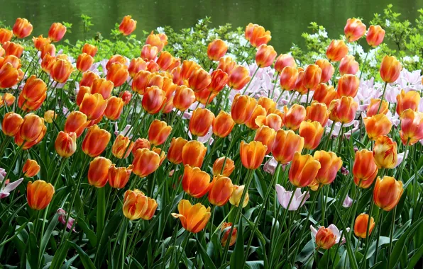 Картинка тюльпаны, оранжевые, клумба, много