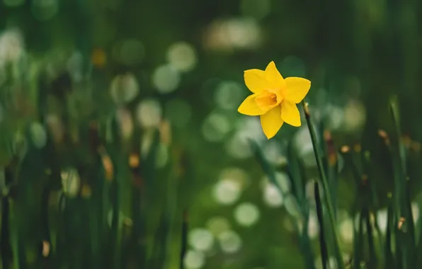 Картинка цветок, желтый, весна, зеленый фон, нарцисс