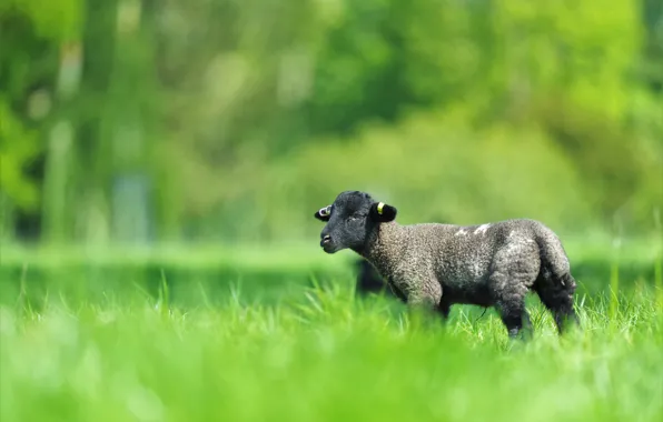 Картинка зелень, поле, трава, природа, зеленый, поляна, черный, весна, маленький, малыш, луг, барашек, детеныш, лужайка, овечка, …