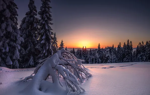 Картинка зима, солнце, снег, деревья, закат, природа, вечер, ели