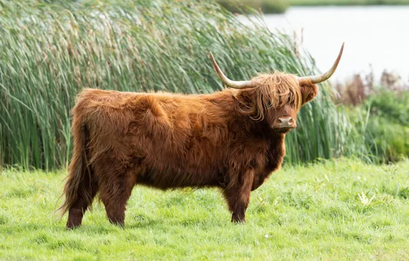 Картинка трава, природа, берег, корова, коричневый, бык, шотландский, шотландская