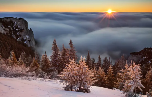 Картинка лес, небо, солнце, лучи, туман, скалы, рассвет, высота, Lazar Ioan Ovidiu