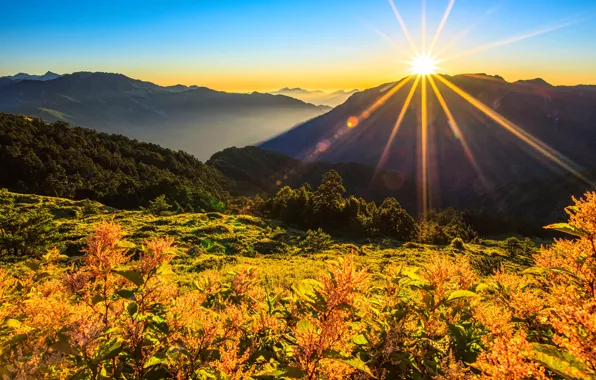 Картинка солнце, лучи, цветы, горы, яркий свет, растения, Таиланд
