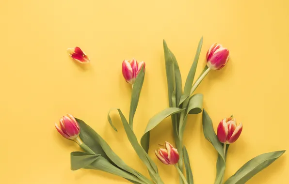 Картинка цветы, тюльпаны, красные, red, fresh, желтый фон, flowers, tulips, spring