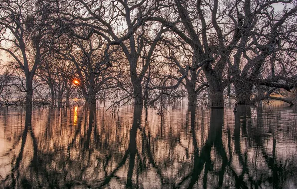 Картинка деревья, озеро, тени, © JAY HUANG