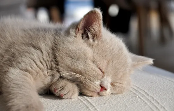 Картинка спит, размытый задний фон, пушистый кот