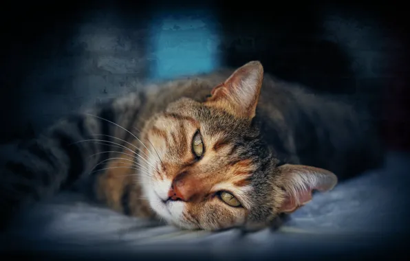 Картинка кошка, кот, портрет, лежит