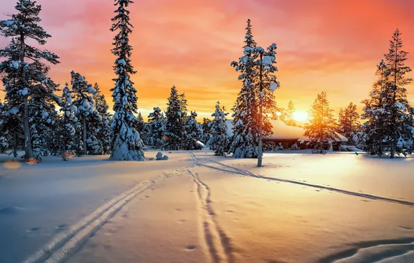 Картинка зима, лес, солнце, снег