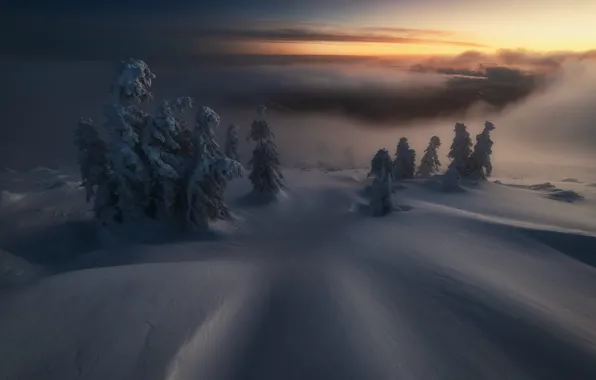 Картинка холод, зима, лес, небо, облака, свет, снег, тучи, туман, в снегу, утро, ели, сугробы, дымка, …
