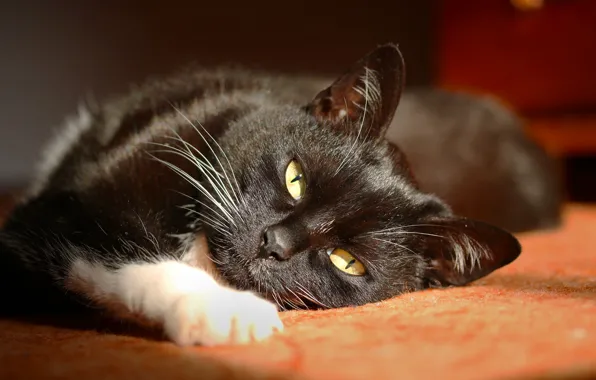Картинка лежит на боку, черная кошка, смотрит в глаза