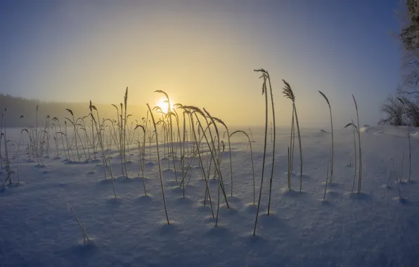 Картинка холод, зима, трава, утро