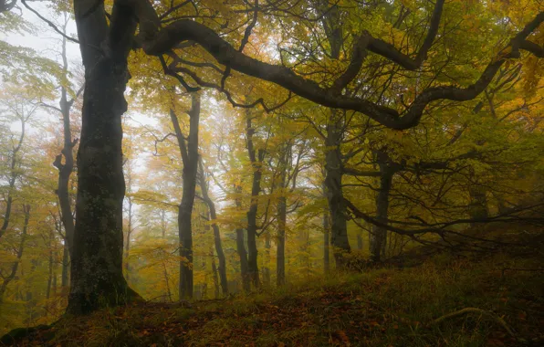 Картинка осень, лес, трава, деревья, ветки, природа, туман, листва, утро, склон, краски осени