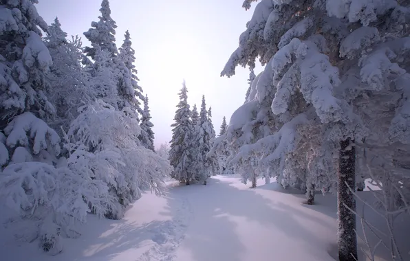 Картинка зима, снег, елки, Владимир Кочкин